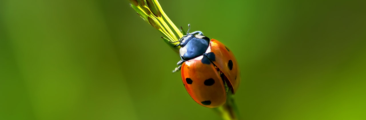 Habitat Surveys